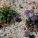 Illustration for article titled Pictures of Flowers (for Mothers Day)